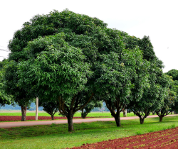 Mango farm land for sale in chennai