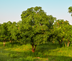 Mango farm land for sale in chennai